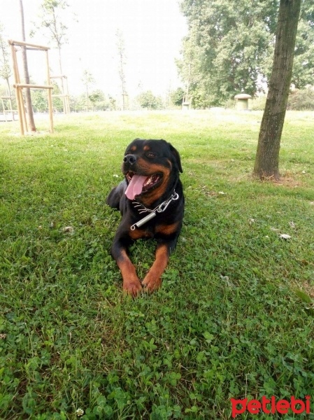 Rottweiler, Köpek  Mex fotoğrafı