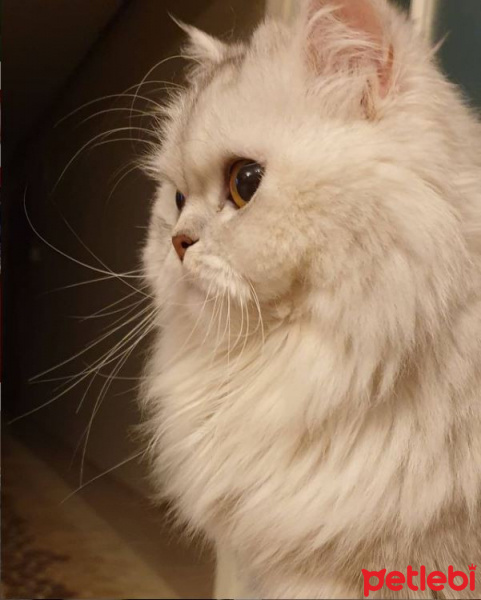 Chinchilla, Kedi  Frida fotoğrafı