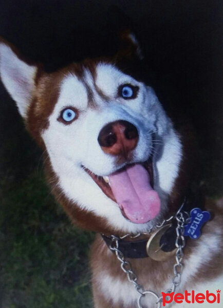 Sibirya Kurdu (Husky), Köpek  Zeus fotoğrafı