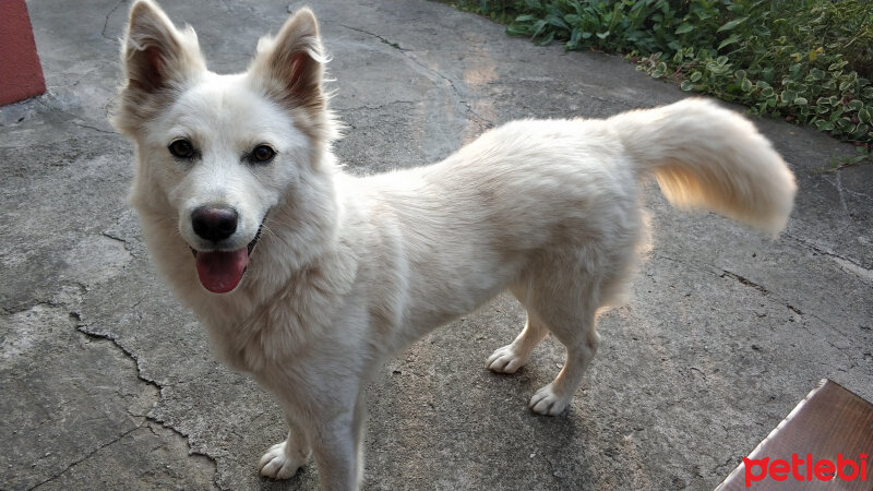 Sibirya Kurdu (Husky), Köpek  ICE fotoğrafı