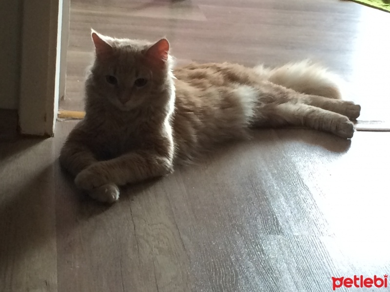 Tekir Kedi, Kedi  Azad fotoğrafı