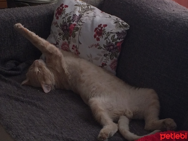 Tekir Kedi, Kedi  Azad fotoğrafı