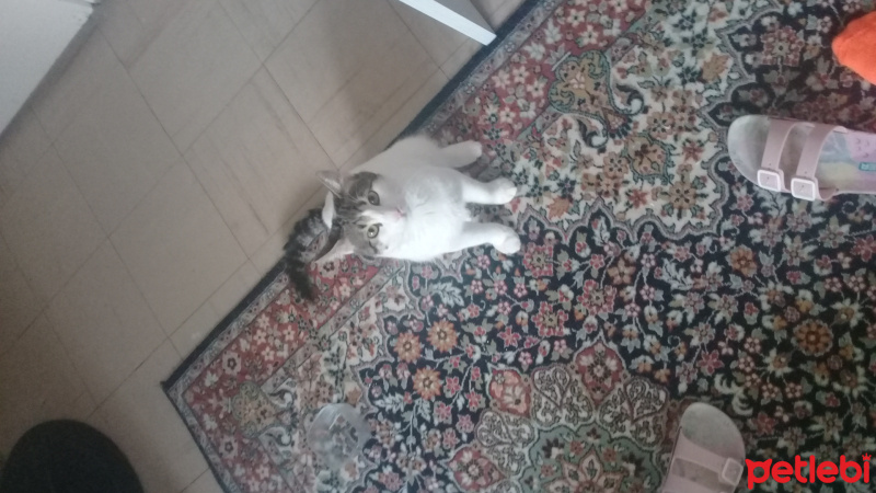 Tekir Kedi, Kedi  Pamuk fotoğrafı