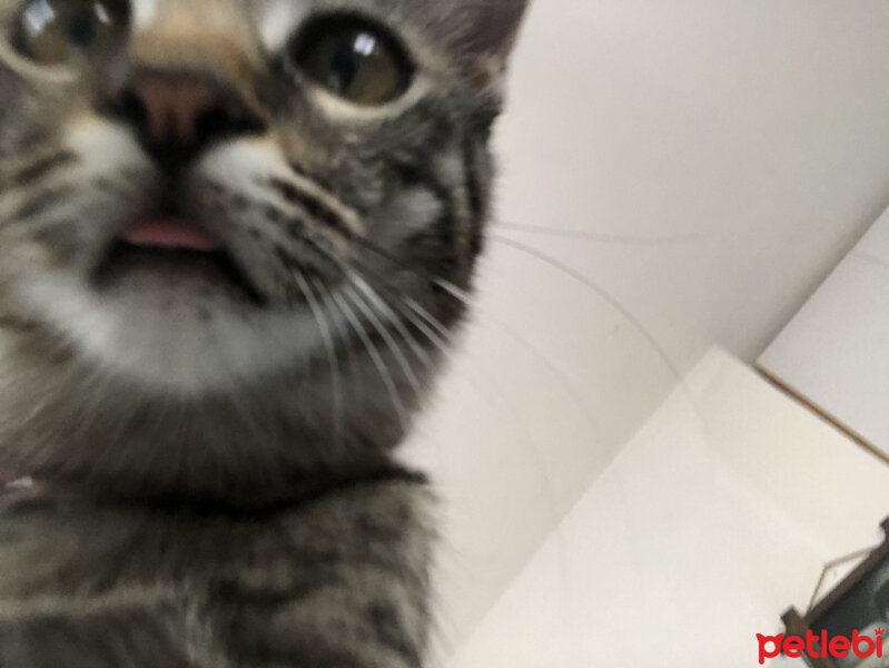 Tekir Kedi, Kedi  Basak fotoğrafı