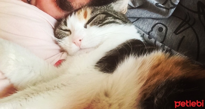 Tekir Kedi, Kedi  Miya fotoğrafı
