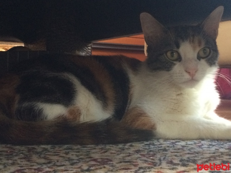 Tekir Kedi, Kedi  Miya fotoğrafı