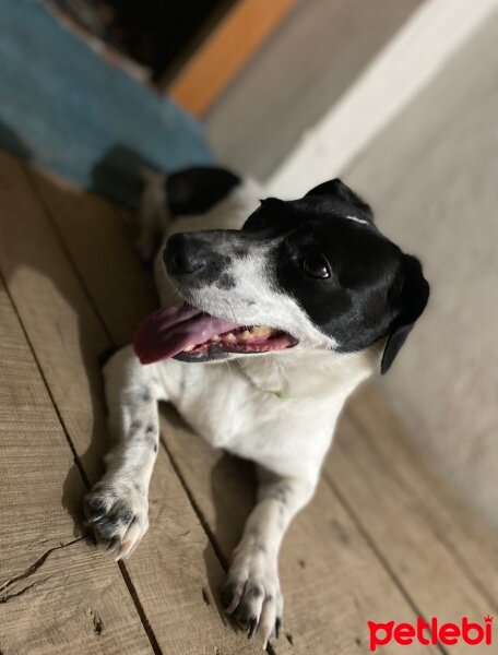 Jack Russell Terrier, Köpek  Joker fotoğrafı