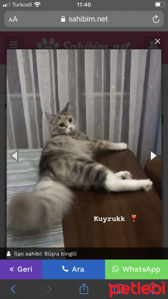 Tekir Kedi, Kedi  Çakıl fotoğrafı