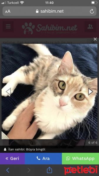 Tekir Kedi, Kedi  Çakıl fotoğrafı