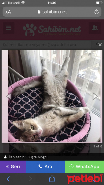 Tekir Kedi, Kedi  Çakıl fotoğrafı
