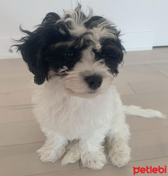 Maltese, Köpek  Seba fotoğrafı