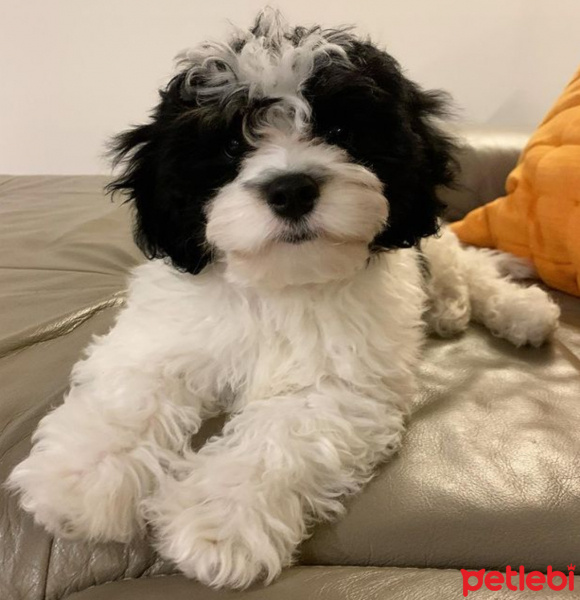 Maltese, Köpek  Seba fotoğrafı