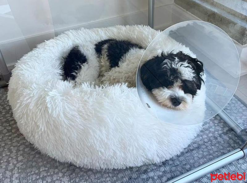 Maltese, Köpek  Seba fotoğrafı