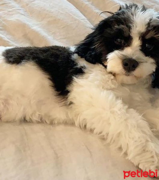 Maltese, Köpek  Seba fotoğrafı