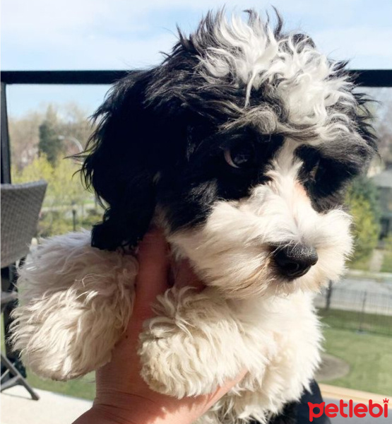 Maltese, Köpek  Seba fotoğrafı