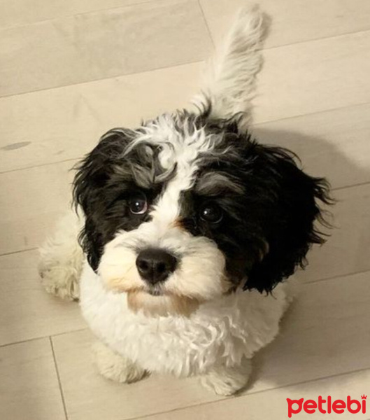 Maltese, Köpek  Seba fotoğrafı