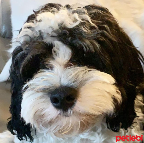 Maltese, Köpek  Seba fotoğrafı