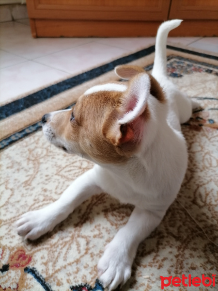 Jack Russell Terrier, Köpek  Mars fotoğrafı