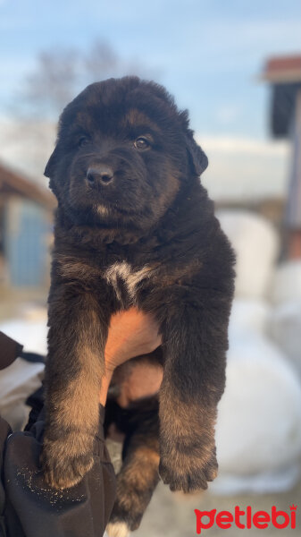 Kars Çoban Köpeği, Köpek  Alf fotoğrafı