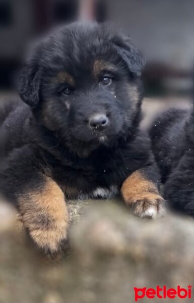 Kars Çoban Köpeği, Köpek  Alf fotoğrafı