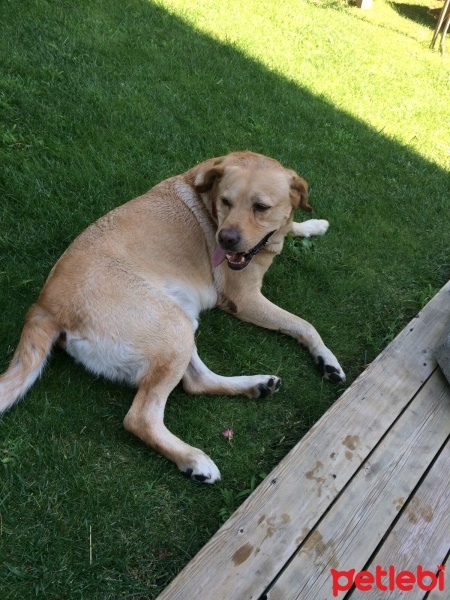 Labrador Retriever, Köpek  toni fotoğrafı