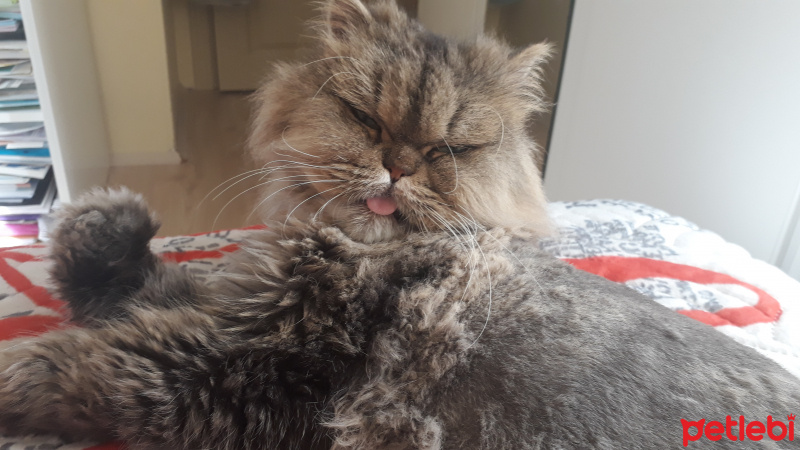 Chinchilla, Kedi  Mişa fotoğrafı