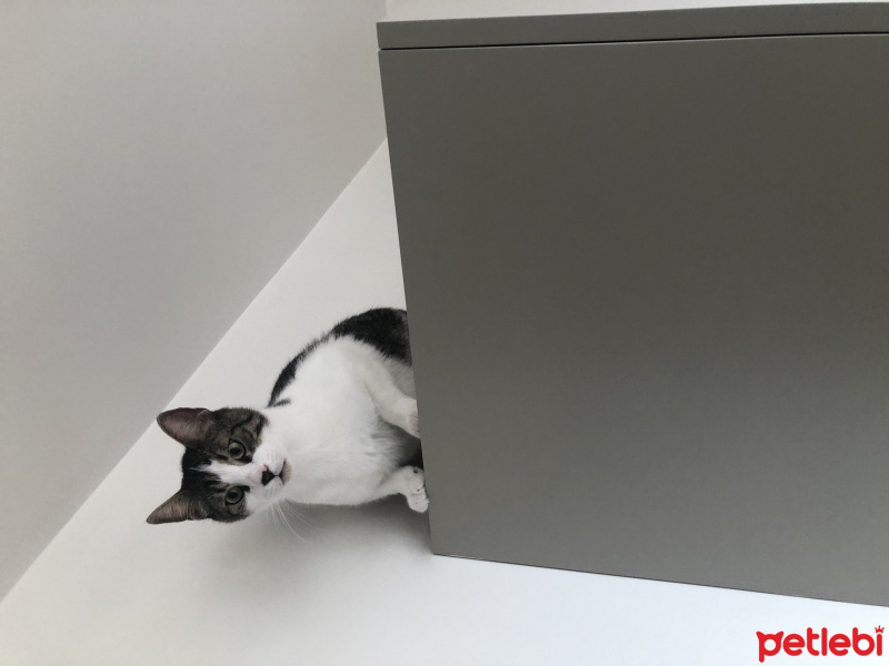 Tekir Kedi, Kedi  Oscar Osman fotoğrafı