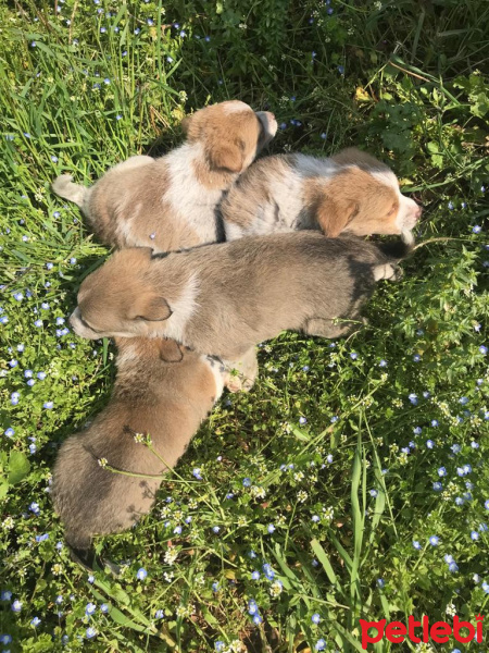 Dachshund (Sosis), Köpek  1 aylık kısabacak kırması 4 kardeş fotoğrafı