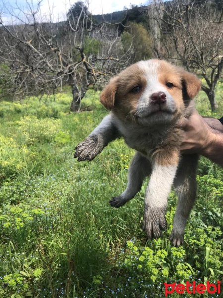 Dachshund (Sosis), Köpek  1 aylık kısabacak kırması 4 kardeş fotoğrafı