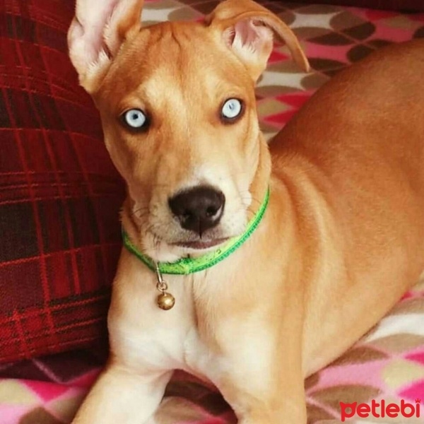 Staffordshire Bull Terrier, Köpek  Sky fotoğrafı
