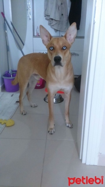 Staffordshire Bull Terrier, Köpek  Sky fotoğrafı
