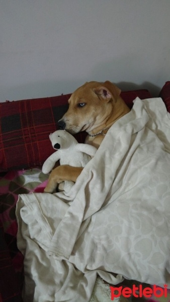 Staffordshire Bull Terrier, Köpek  Sky fotoğrafı
