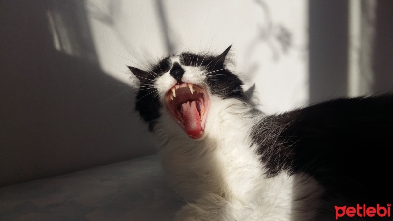 Tuxedo (Smokin) Kedi, Kedi  mişa fotoğrafı