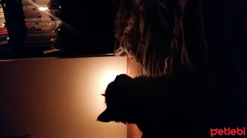 Tuxedo (Smokin) Kedi, Kedi  mişa fotoğrafı