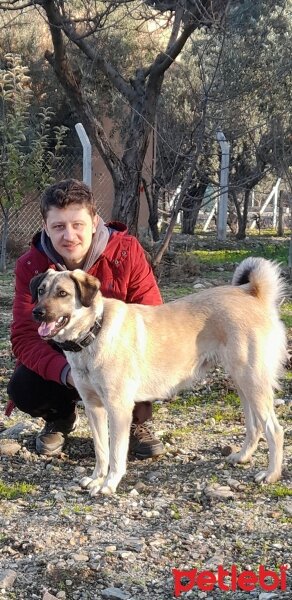 Kangal, Köpek  Zeyna fotoğrafı