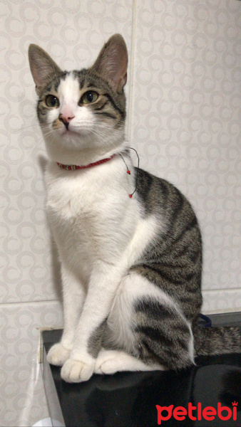 Tekir Kedi, Kedi  Miya fotoğrafı