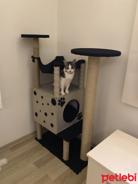Tekir Kedi, Kedi  Miya fotoğrafı