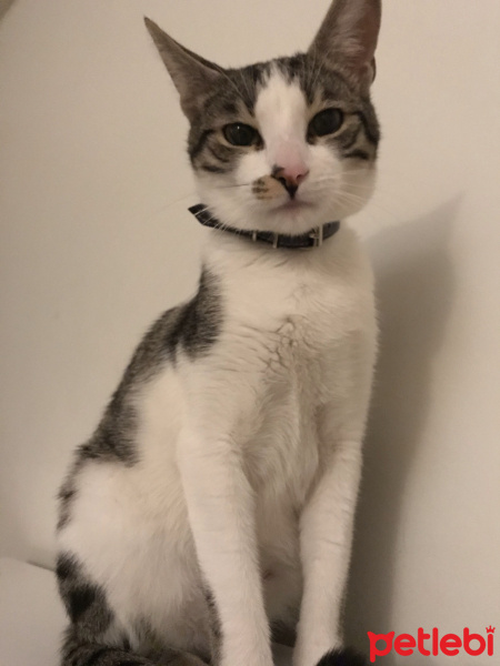 Tekir Kedi, Kedi  Miya fotoğrafı