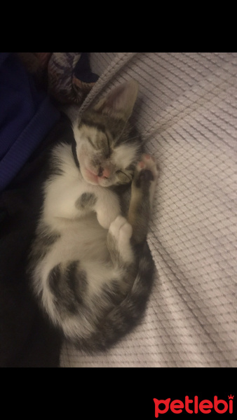 Tekir Kedi, Kedi  Miya fotoğrafı