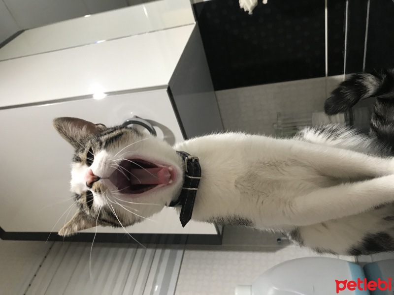 Tekir Kedi, Kedi  Miya fotoğrafı