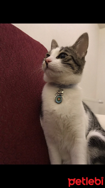 Tekir Kedi, Kedi  Miya fotoğrafı