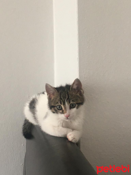 Tekir Kedi, Kedi  boncuk fotoğrafı