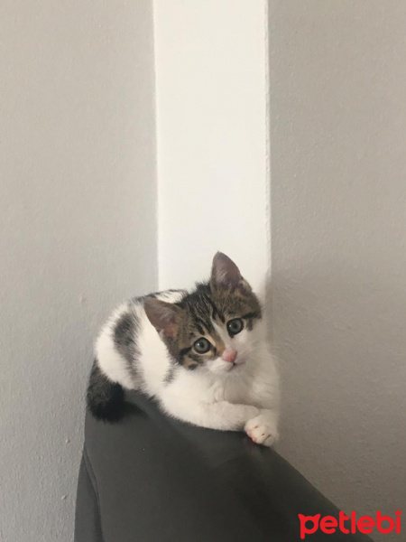 Tekir Kedi, Kedi  boncuk fotoğrafı