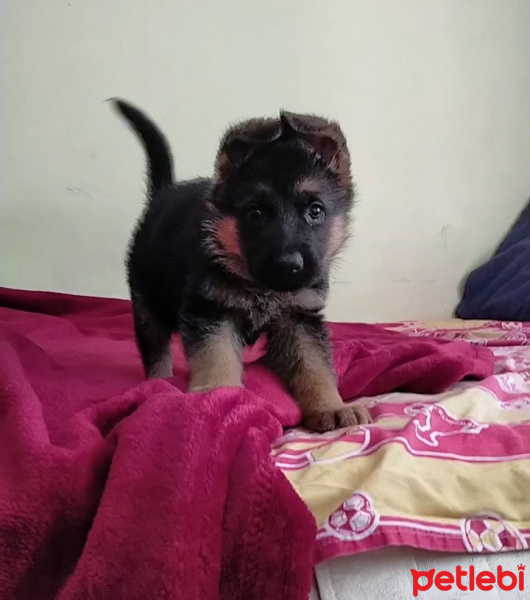Alman Çoban Köpeği, Köpek  Julyet fotoğrafı