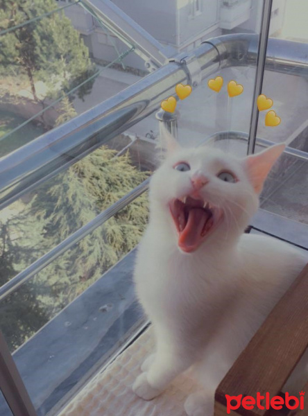 Ankara Kedisi, Kedi  Yuki fotoğrafı