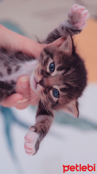 Tekir Kedi, Kedi  zeze fotoğrafı