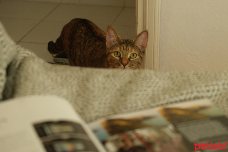 Tekir Kedi, Kedi  zeze fotoğrafı