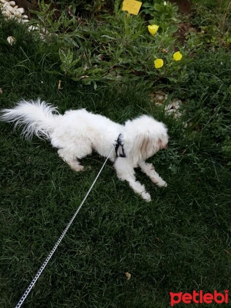 Maltese, Köpek  Nobel fotoğrafı