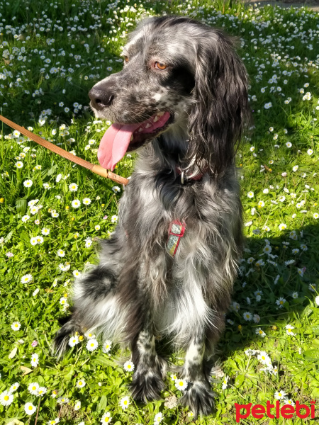 İngiliz Setter, Köpek  Lisa fotoğrafı