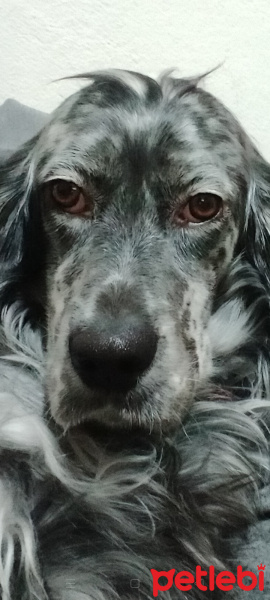 İngiliz Setter, Köpek  Lisa fotoğrafı